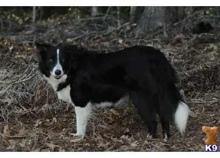 Border Collie